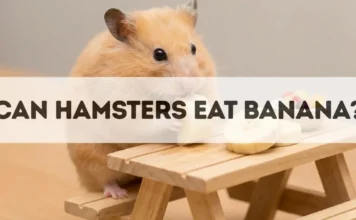 Can Hamsters Eat Bananas? Can Hamsters Eat Bananas