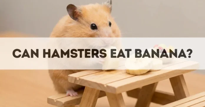 Can Hamsters Eat Bananas