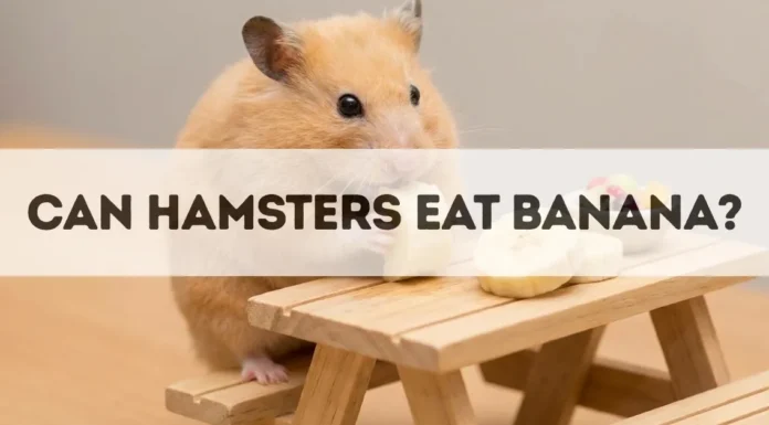 Can Hamsters Eat Bananas? Can Hamsters Eat Bananas