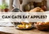 Can Cats Eat Apples? can cats eat apples
