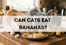 Can Cats Eat Bananas? can cats eat bananas