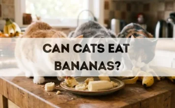 Can Cats Eat Bananas? can cats eat bananas