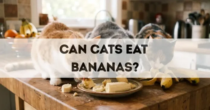 can cats eat bananas