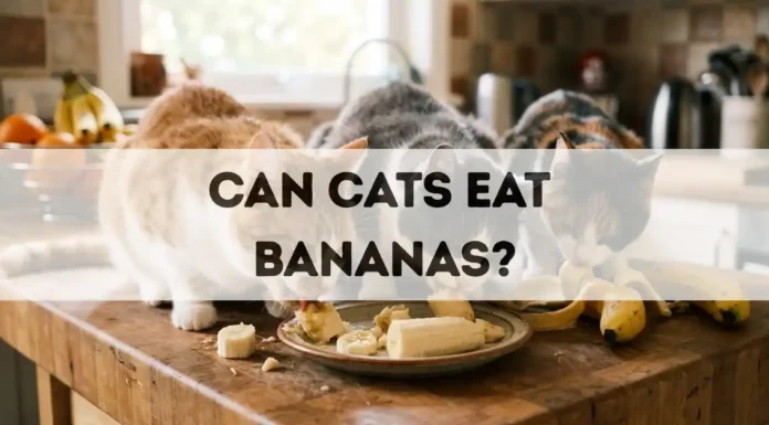 Can Cats Eat Bananas? can cats eat bananas