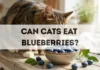 Can Cats Eat Blueberries? can cats eat blueberries