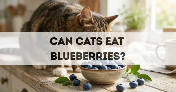 can cats eat blueberries