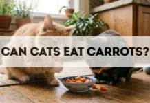 Can Cats Eat Carrots? can cats eat carrots
