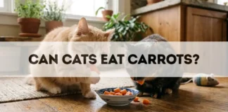 Can Cats Eat Carrots? can cats eat carrots