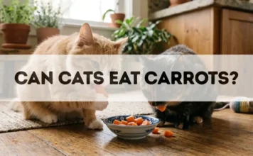 Can Cats Eat Carrots? can cats eat carrots