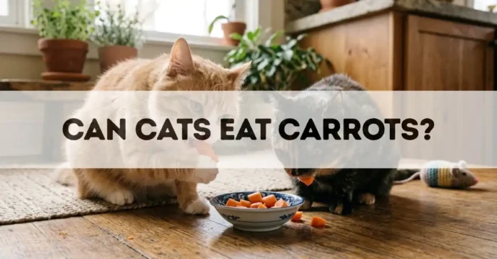can cats eat carrots