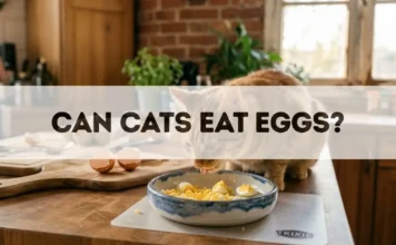 Can Cats Eat Eggs? can cats eat eggs