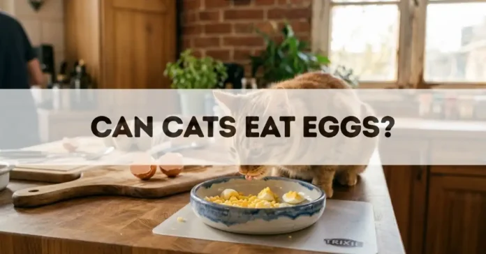 can cats eat eggs