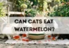 Can Cats Eat Watermelon? can cats eat watermelon
