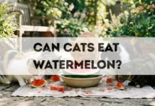 Can Cats Eat Watermelon? can cats eat watermelon