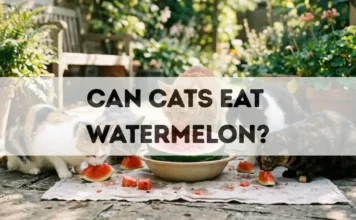 Can Cats Eat Watermelon? can cats eat watermelon
