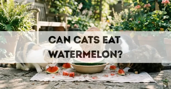 can cats eat watermelon