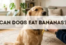 Can Dogs Eat Bananas? can dogs eat bananas