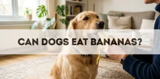 Can Dogs Eat Bananas? can dogs eat bananas