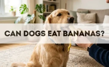 Can Dogs Eat Bananas? can dogs eat bananas