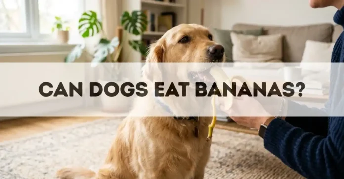 can dogs eat bananas