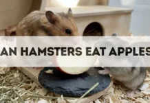 Can Hamsters Eat Apples? can hamsters eat apples