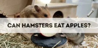 Can Hamsters Eat Apples? can hamsters eat apples
