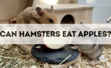 Can Hamsters Eat Apples? can hamsters eat apples