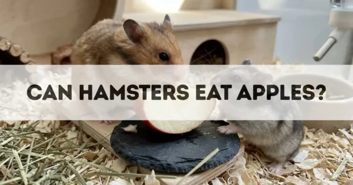 can hamsters eat apples