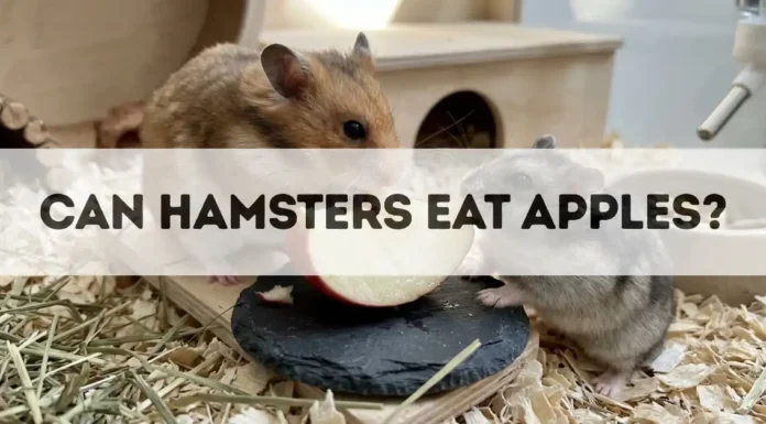 Can Hamsters Eat Apples? can hamsters eat apples