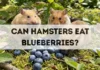 Can Hamsters Eat Blueberries? can hamsters eat blueberries