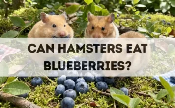 Can Hamsters Eat Blueberries? can hamsters eat blueberries