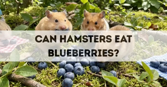 can hamsters eat blueberries