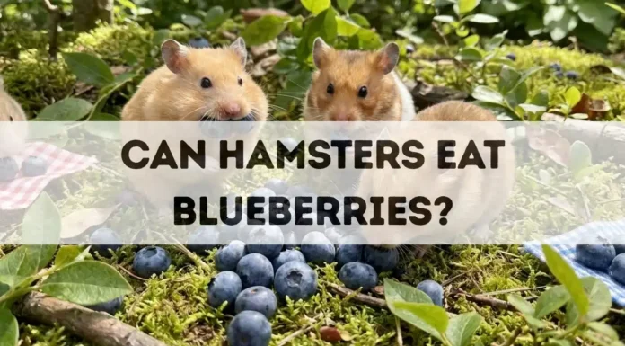 Can Hamsters Eat Blueberries? can hamsters eat blueberries