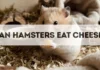 Can Hamsters Eat Cheese? can hamsters eat cheese