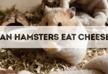 Can Hamsters Eat Cheese? can hamsters eat cheese