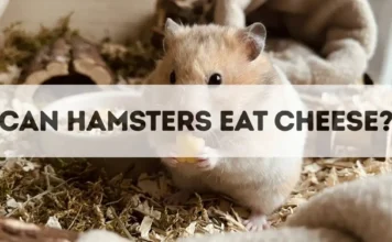 Can Hamsters Eat Cheese? can hamsters eat cheese