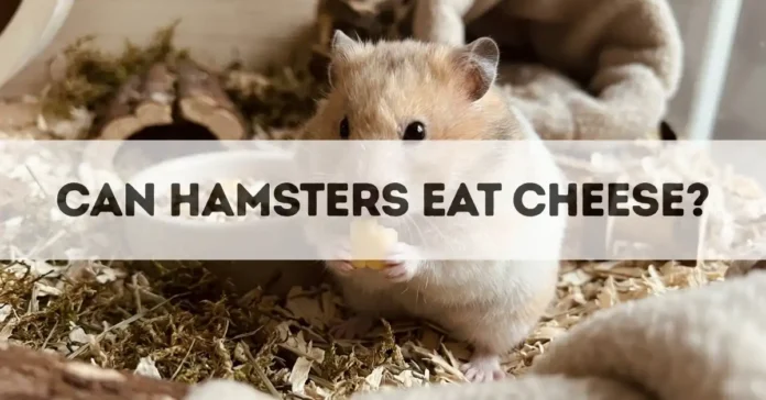 can hamsters eat cheese