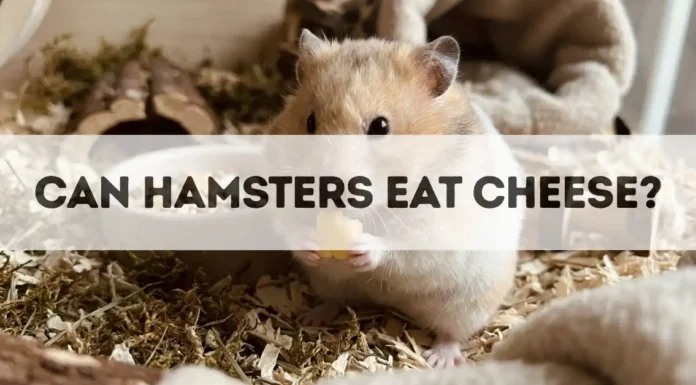 Can Hamsters Eat Cheese? can hamsters eat cheese