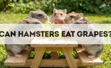 Can Hamsters Eat Grapes? can hamsters eat grapes
