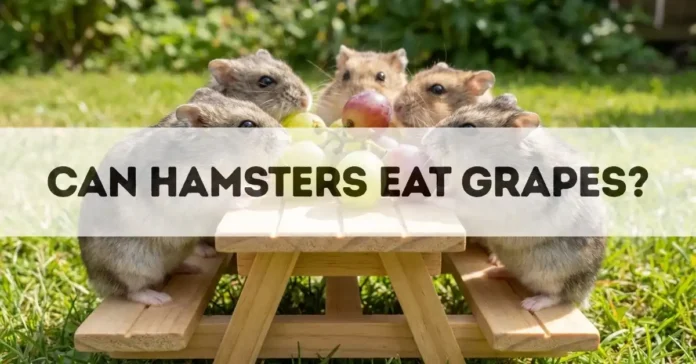 can hamsters eat grapes