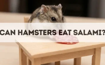 Can Hamsters Eat Salami? can hamsters eat salami
