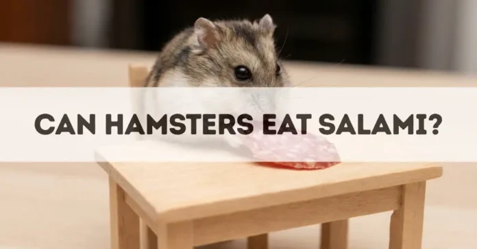 can hamsters eat salami