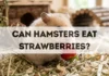 Can Hamsters Eat Strawberries? can hamsters eat strawberries