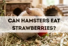 Can Hamsters Eat Strawberries? can hamsters eat strawberries