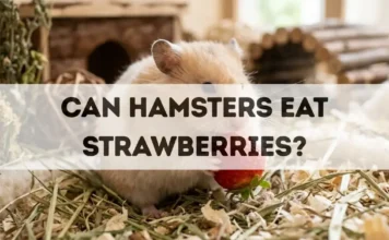Can Hamsters Eat Strawberries? can hamsters eat strawberries