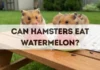 Can Hamsters Eat Watermelon? can hamsters eat watermelon