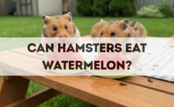 Can Hamsters Eat Watermelon? can hamsters eat watermelon