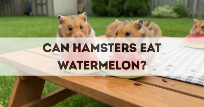 can hamsters eat watermelon