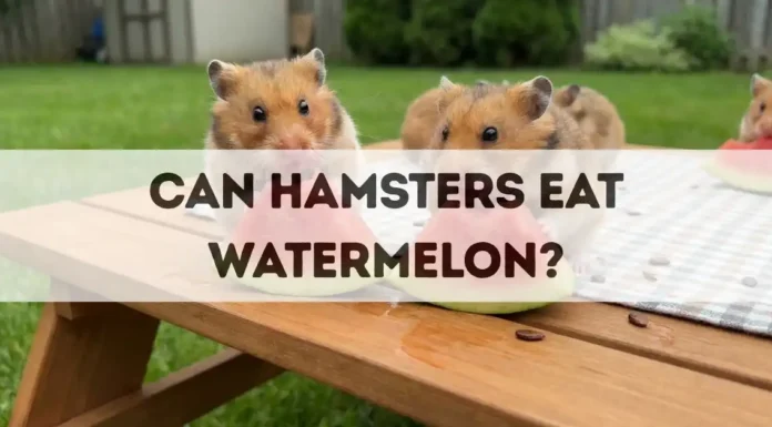 Can Hamsters Eat Watermelon? can hamsters eat watermelon