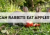 Can Rabbits Eat Apples? can rabbits eat apples